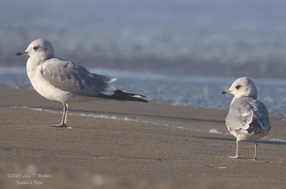 Short-billed Gull - ML643895014