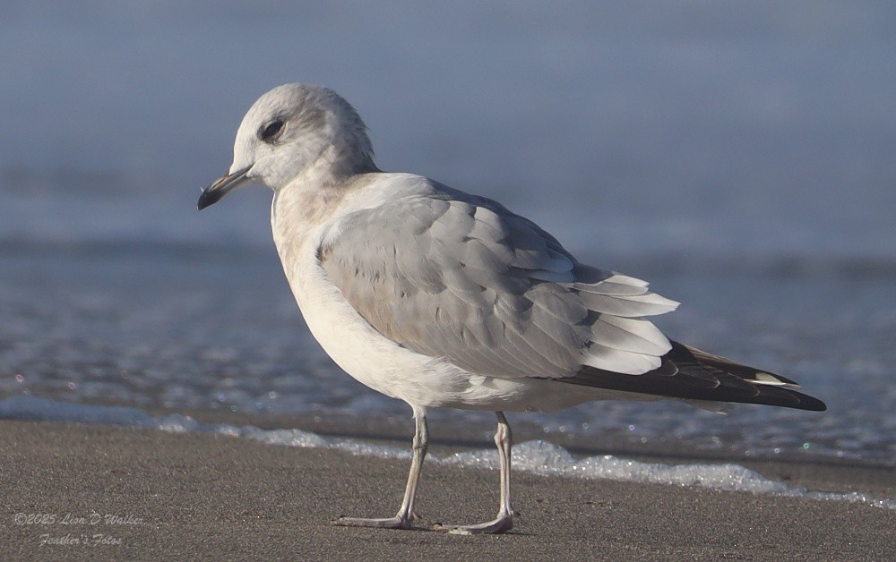 Short-billed Gull - ML643895015