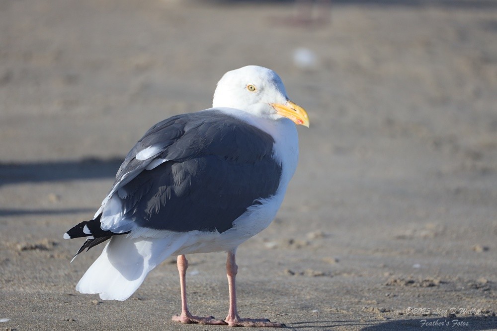 Western Gull - ML643895018