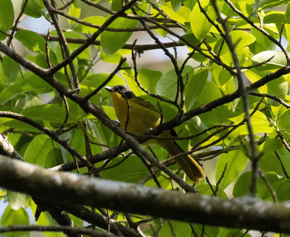 Black-fronted Bushshrike - ML643895021