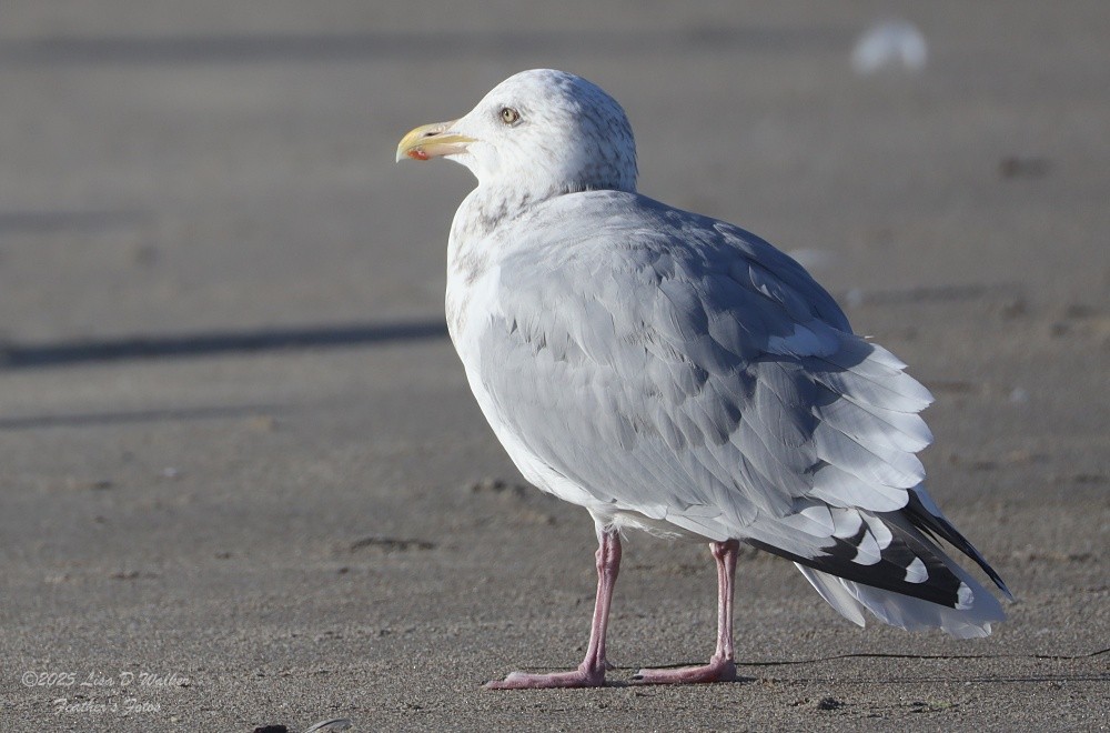 American Herring Gull - ML643895027