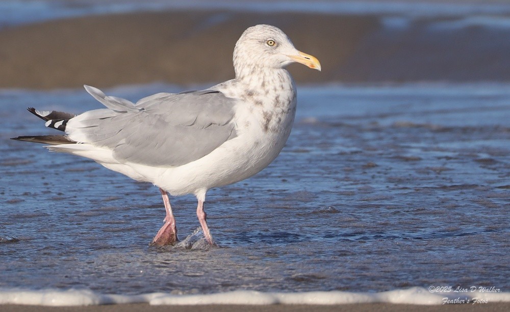 American Herring Gull - ML643895028