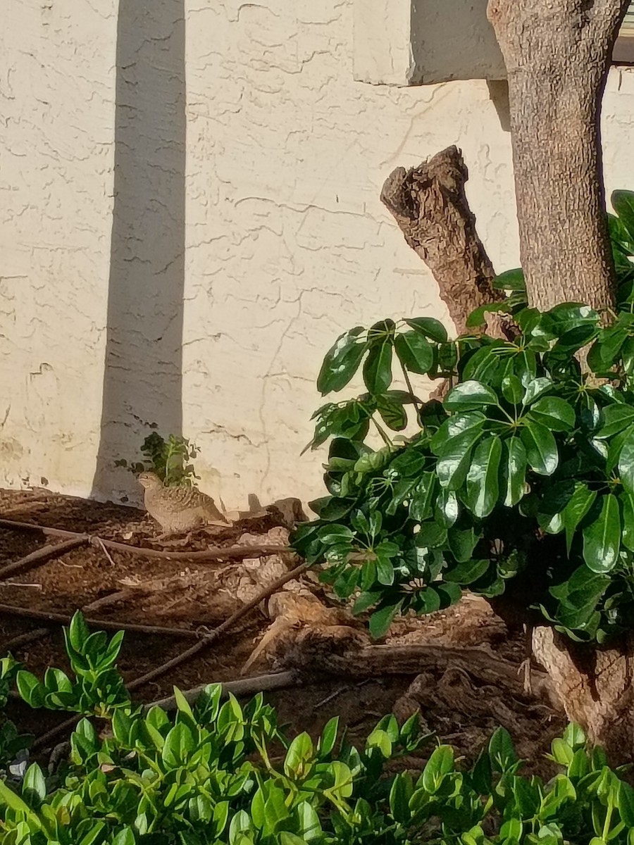 Gray Francolin - ML643895037