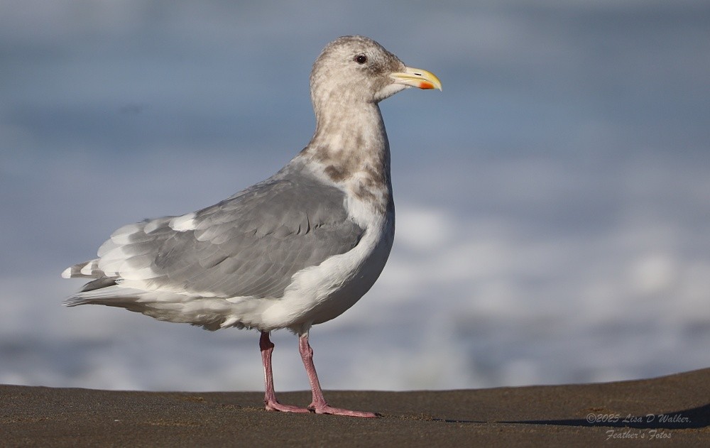 Western x Glaucous-winged Gull (hybrid) - ML643895055
