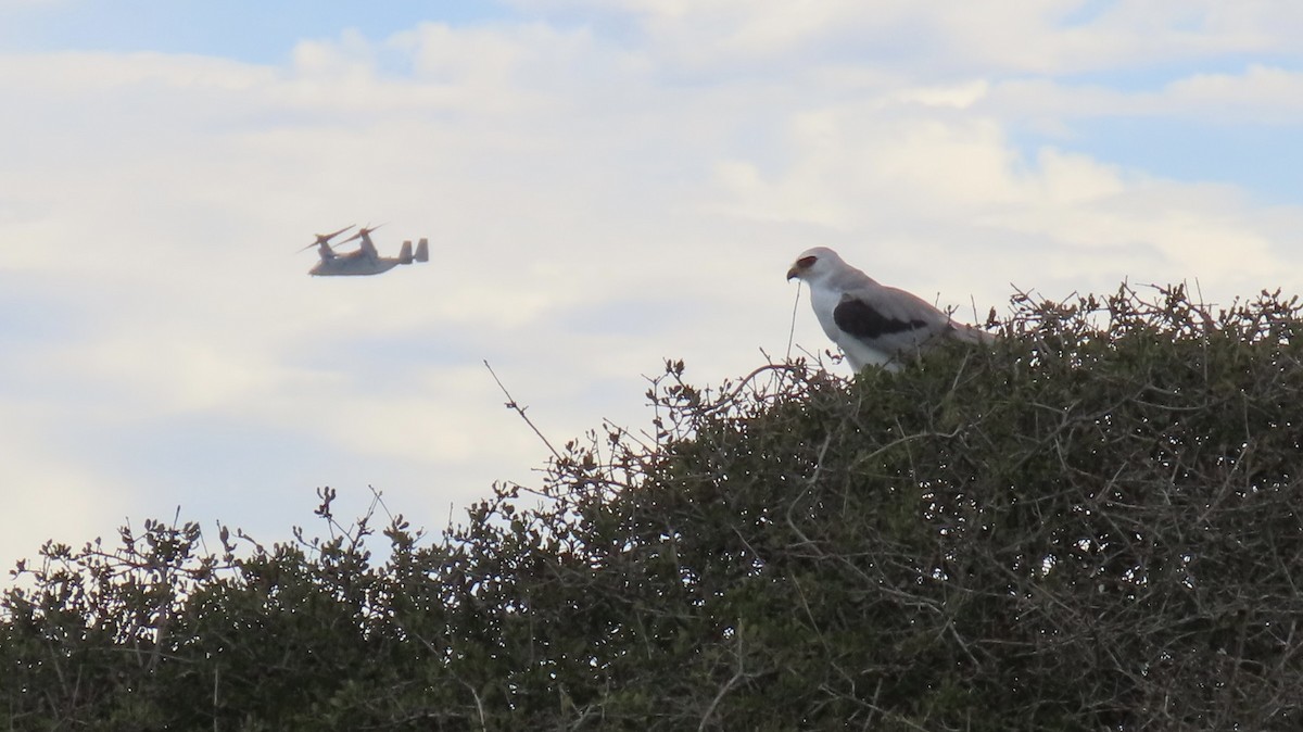 White-tailed Kite - ML643895058