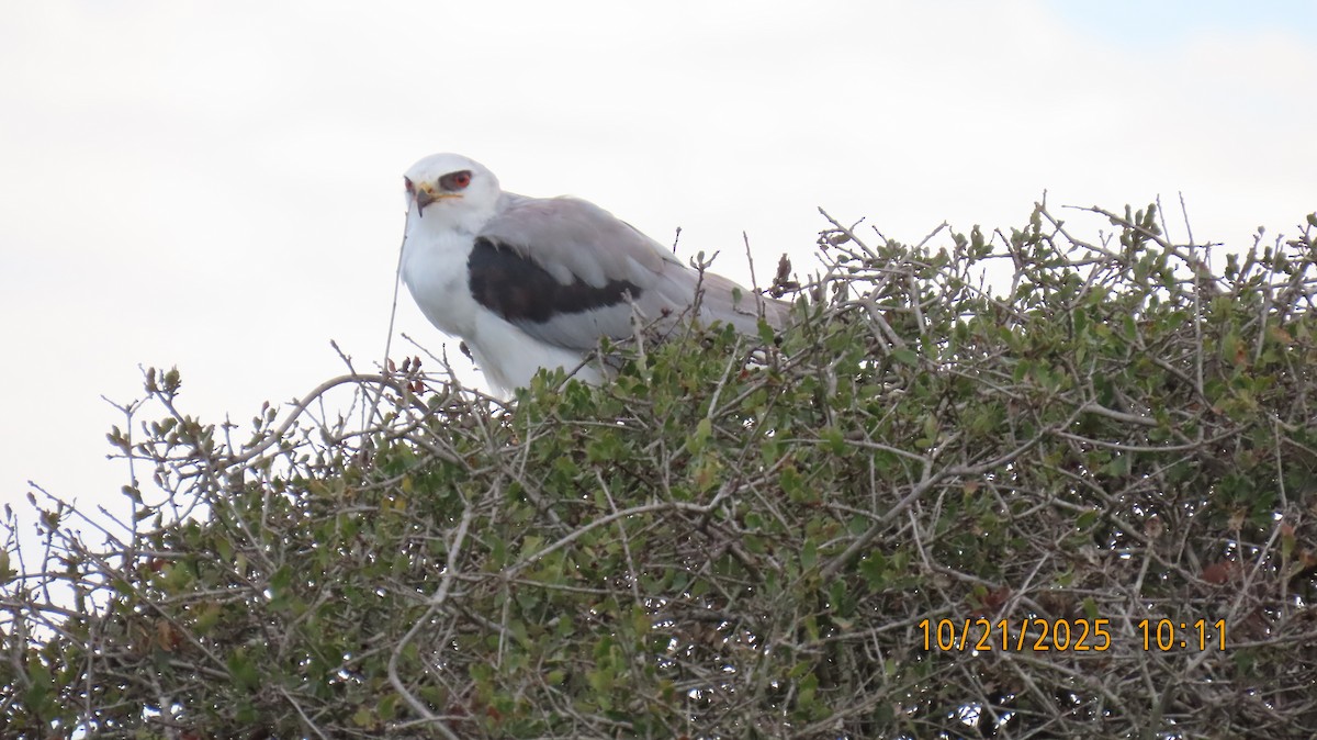 White-tailed Kite - ML643895059