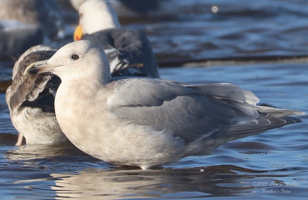 Western x Glaucous-winged Gull (hybrid) - ML643895067