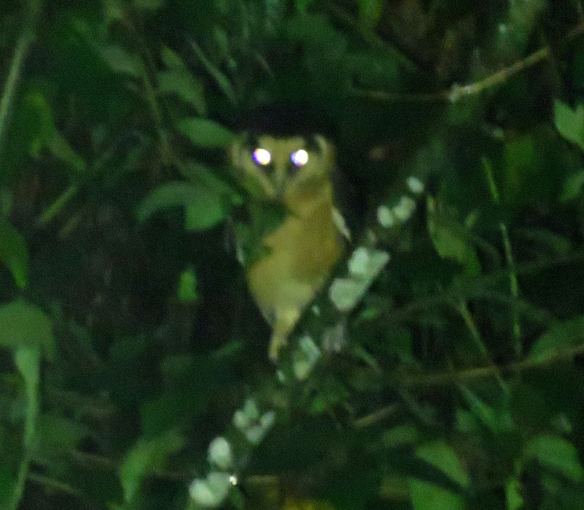 Buff-fronted Owl - ML643895069