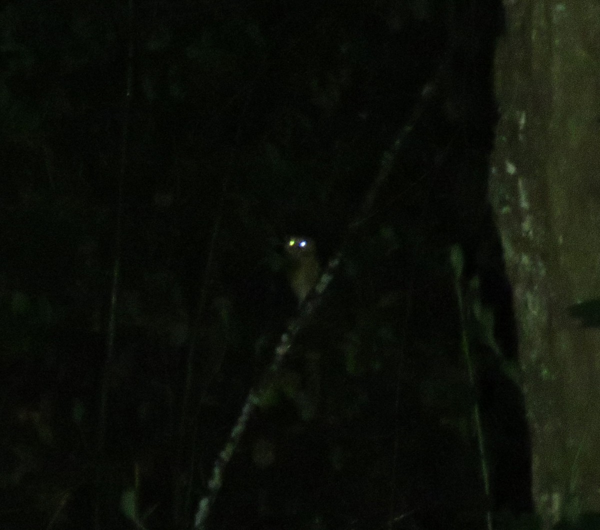 Buff-fronted Owl - ML643895070