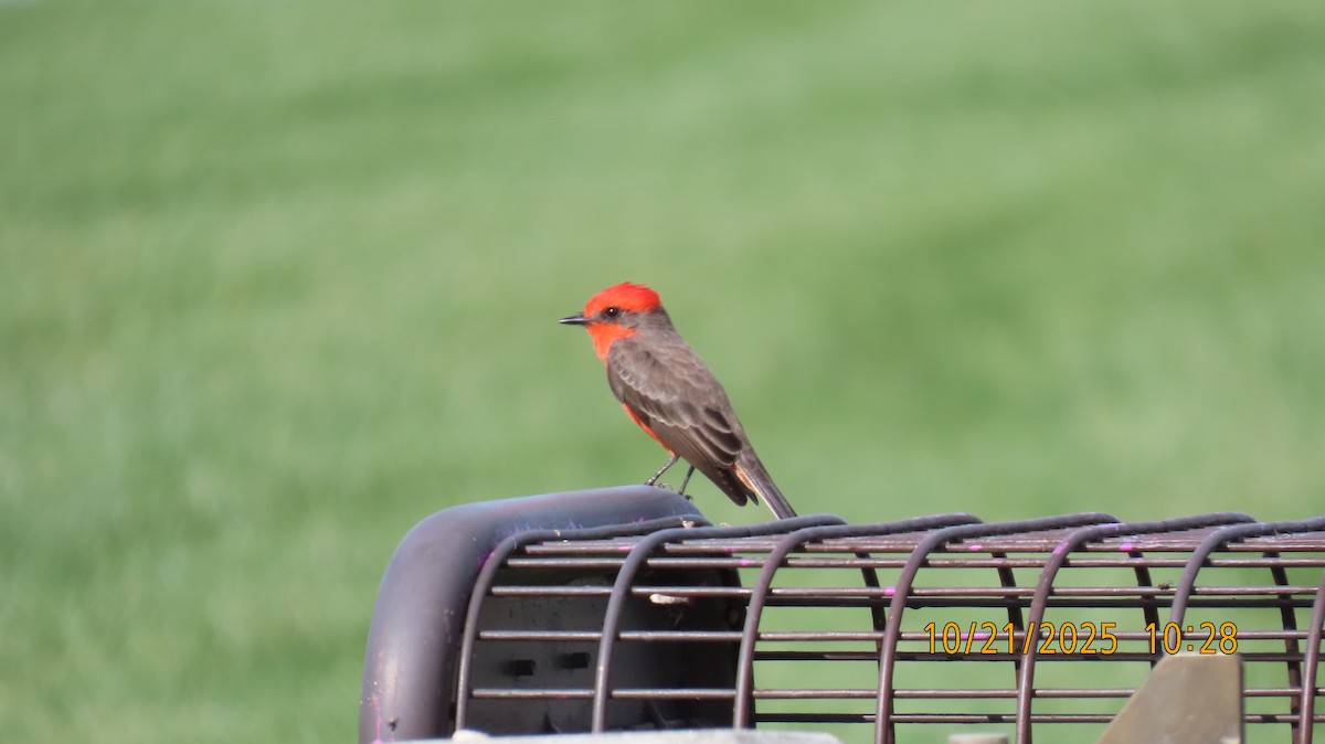 Vermilion Flycatcher - ML643895080