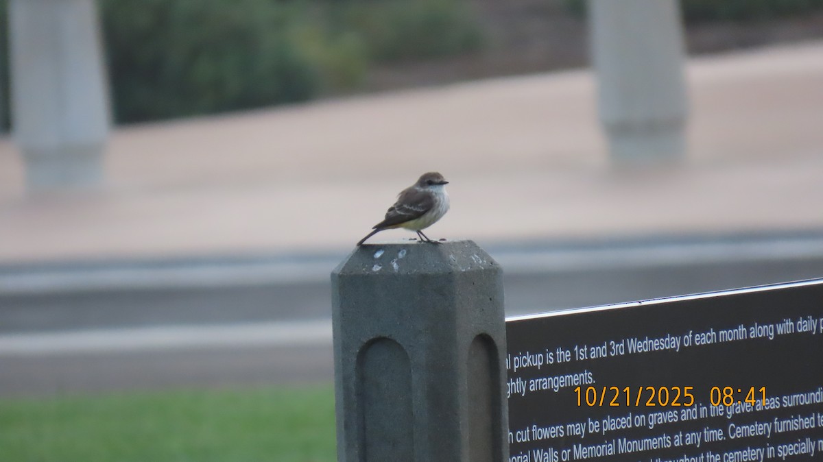 Vermilion Flycatcher - ML643895081