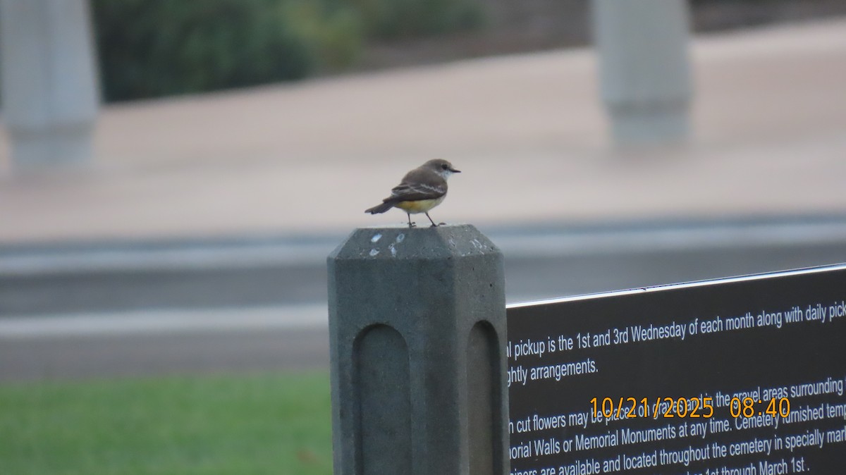 Vermilion Flycatcher - ML643895082