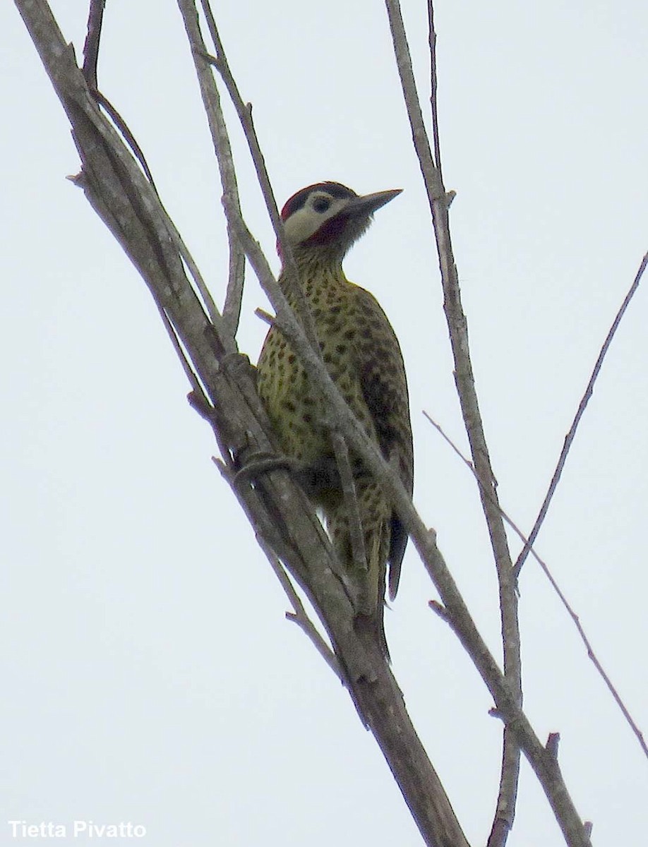 Green-barred Woodpecker - ML643895087