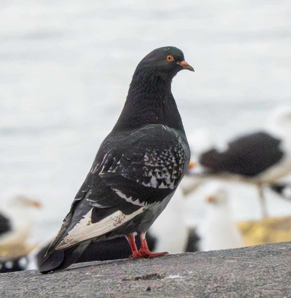 Rock Pigeon (Feral Pigeon) - ML643895088