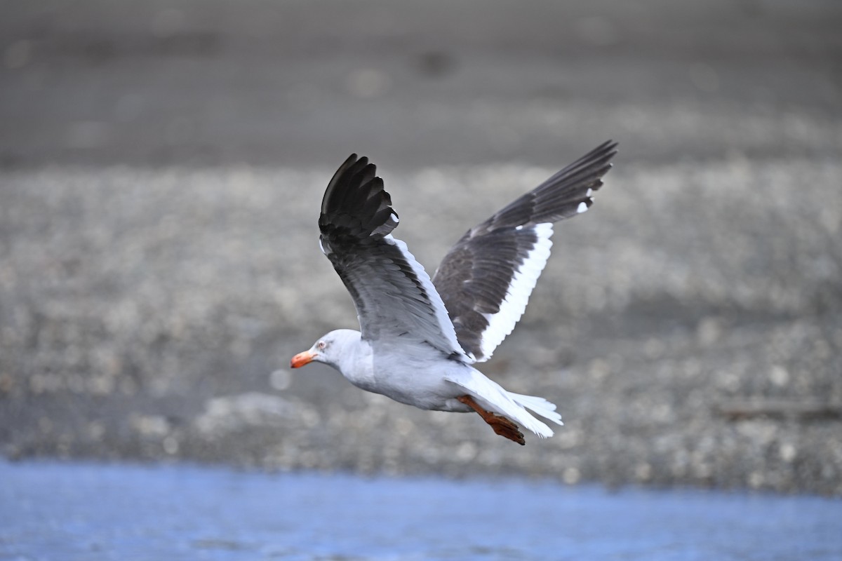 racek magellanský - ML643895089