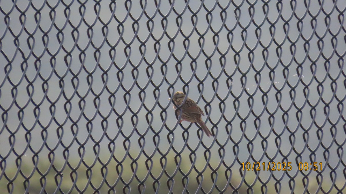 Lincoln's Sparrow - ML643895090