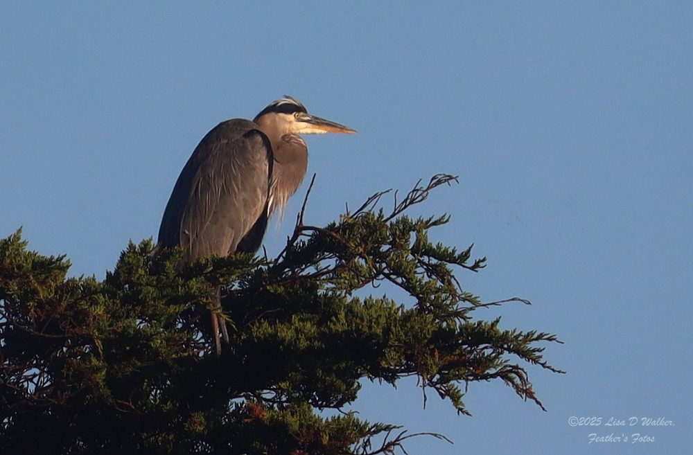 Great Blue Heron - ML643895092