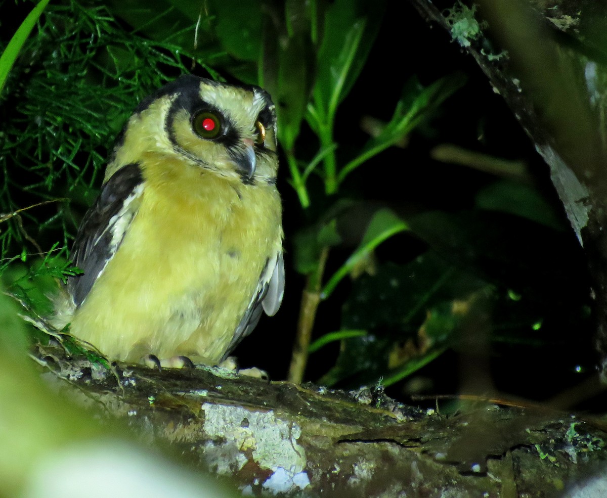Buff-fronted Owl - ML643895094