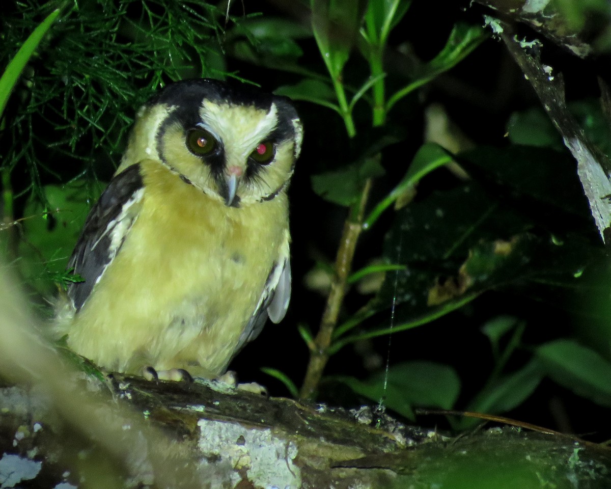 Buff-fronted Owl - ML643895095