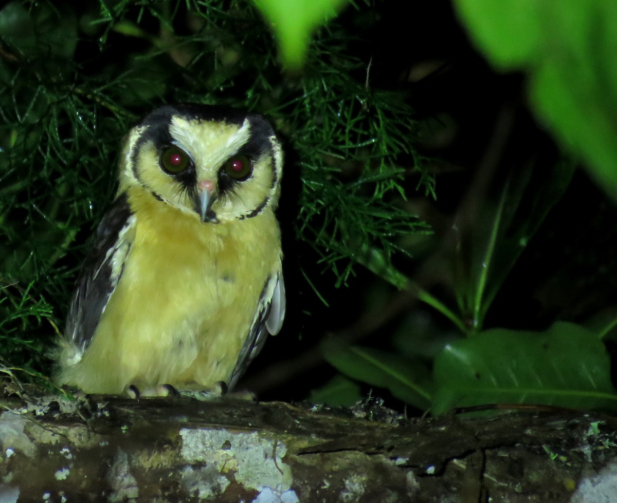 Buff-fronted Owl - ML643895096