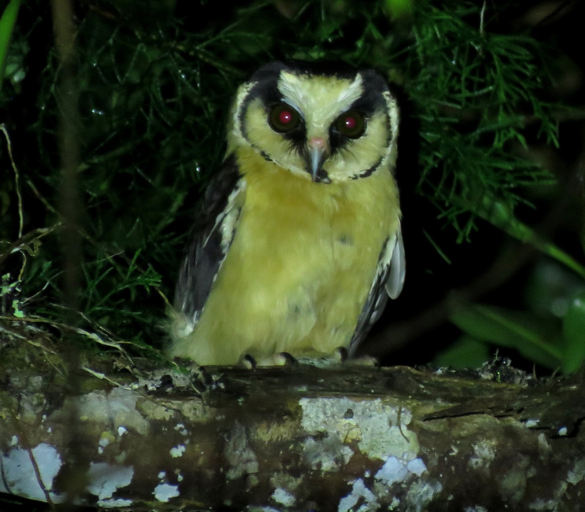 Buff-fronted Owl - ML643895097