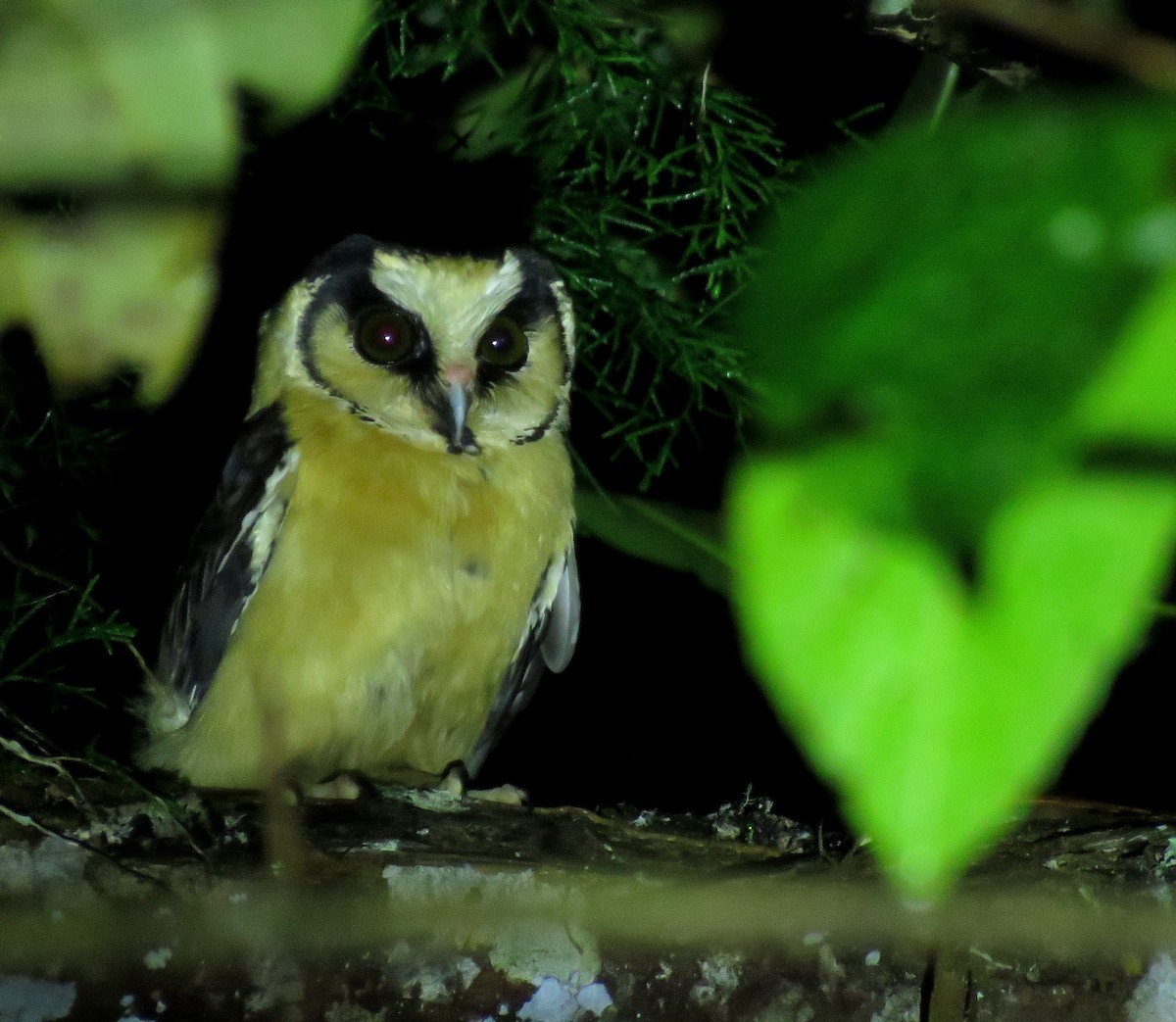 Buff-fronted Owl - ML643895099