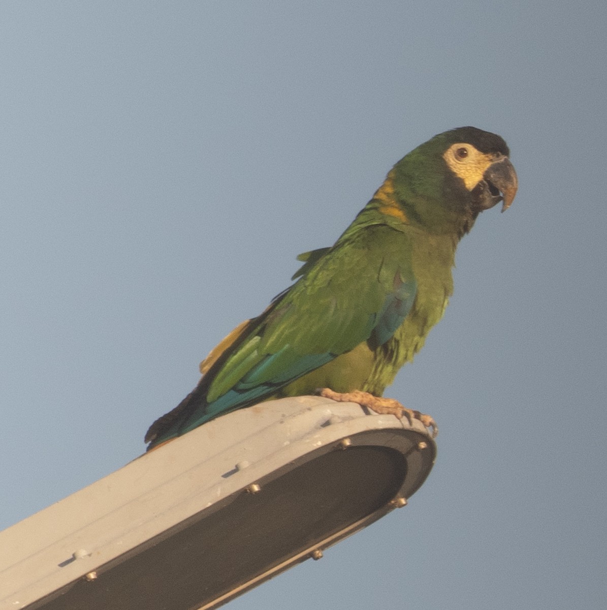 Yellow-collared Macaw - ML643895101