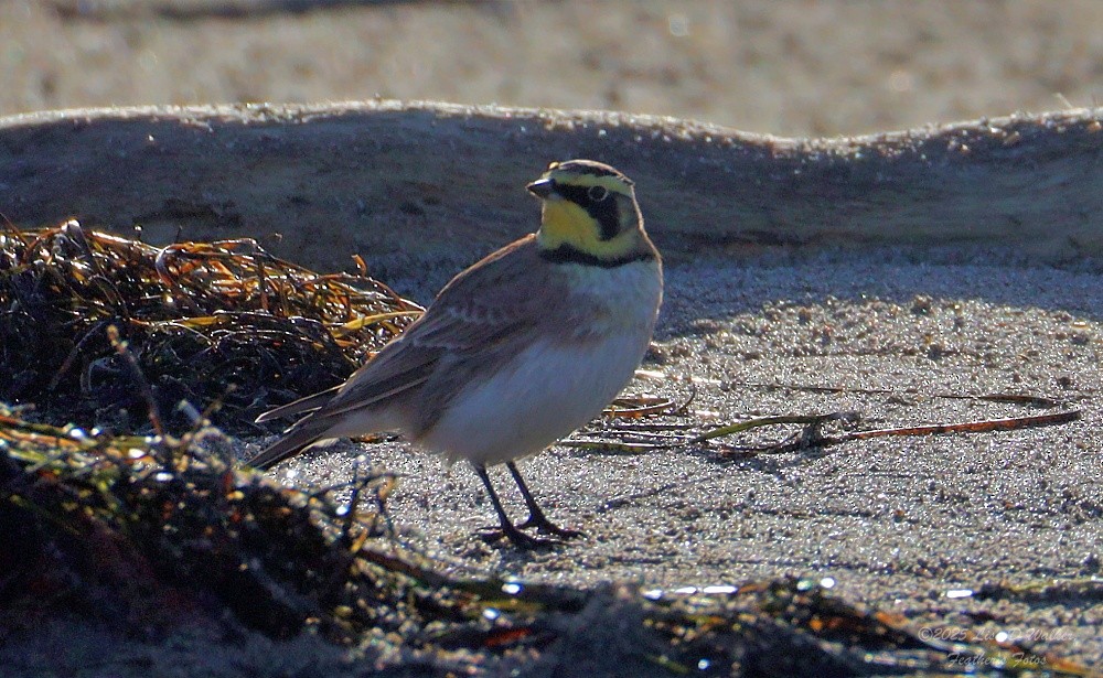 Horned Lark - ML643895114