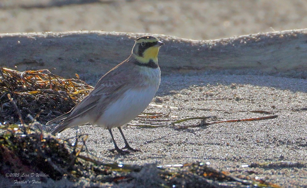 Horned Lark - ML643895115