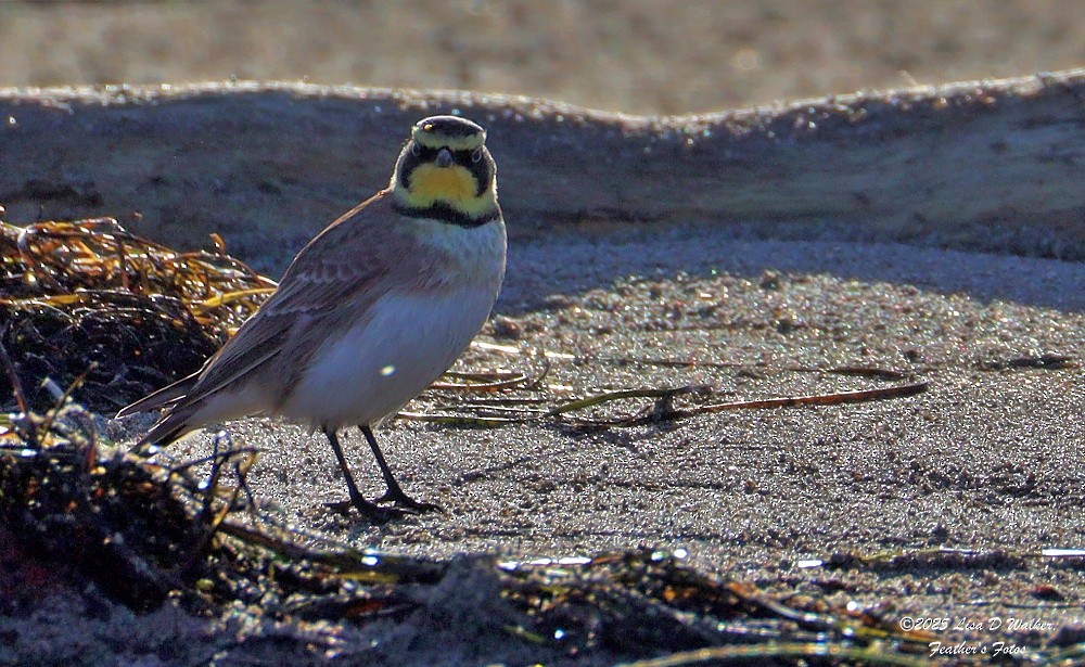 Horned Lark - ML643895116
