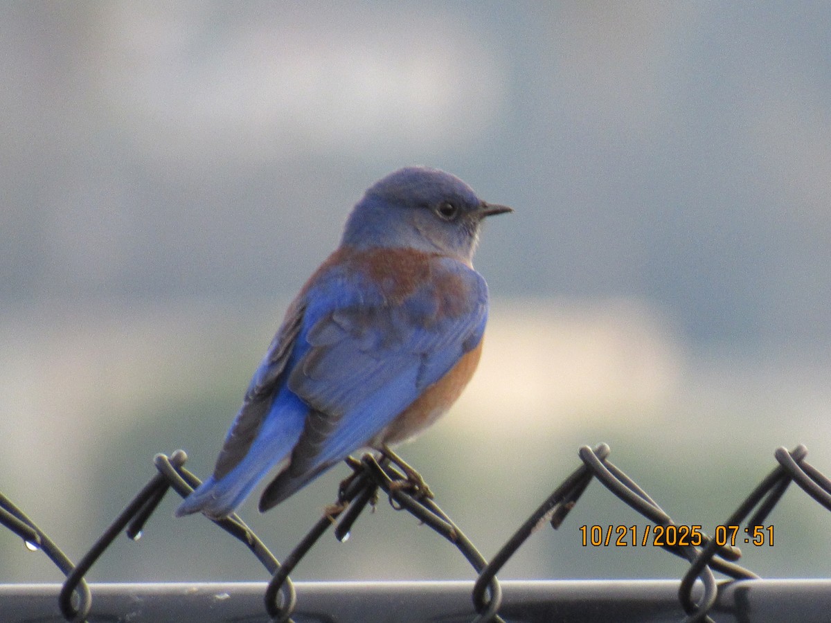 Western Bluebird - ML643895125