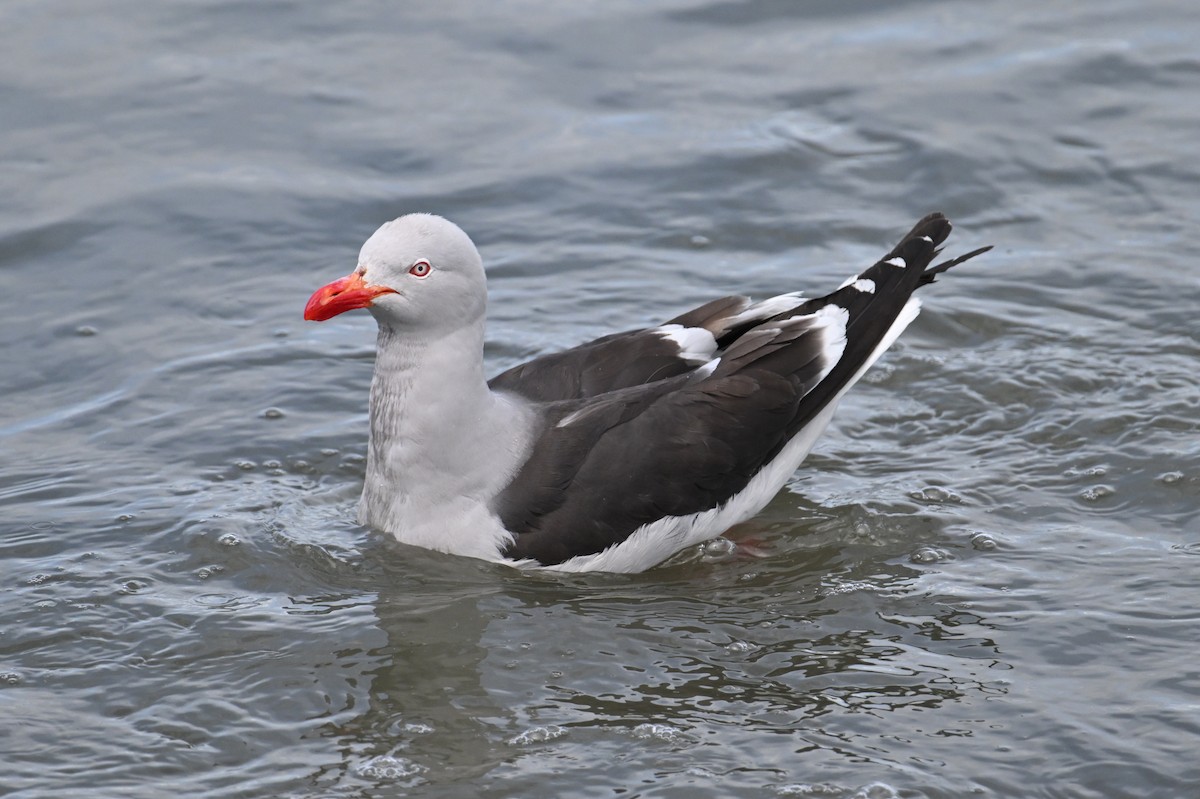 racek magellanský - ML643895132