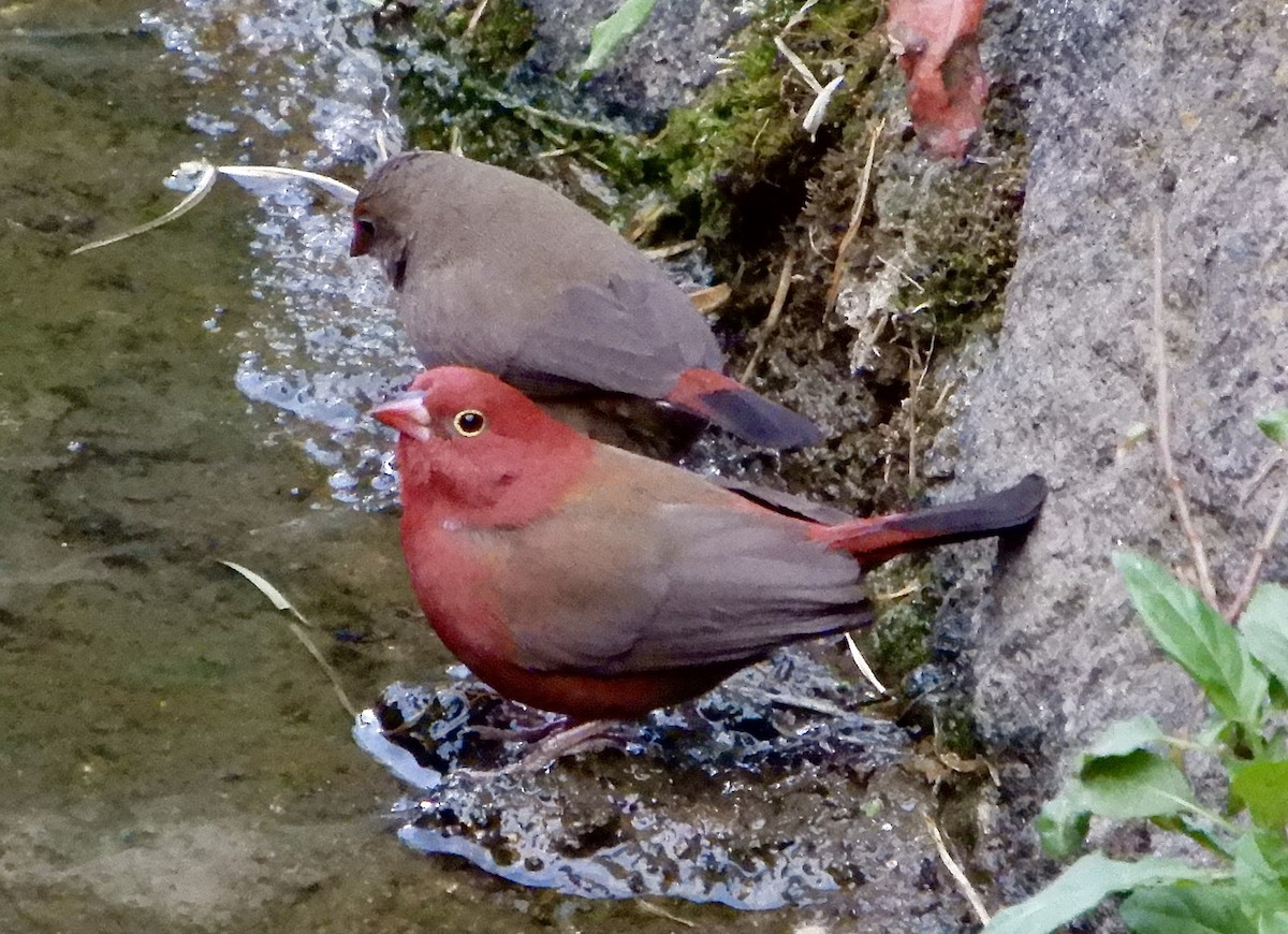 Red-billed Firefinch - ML643895144