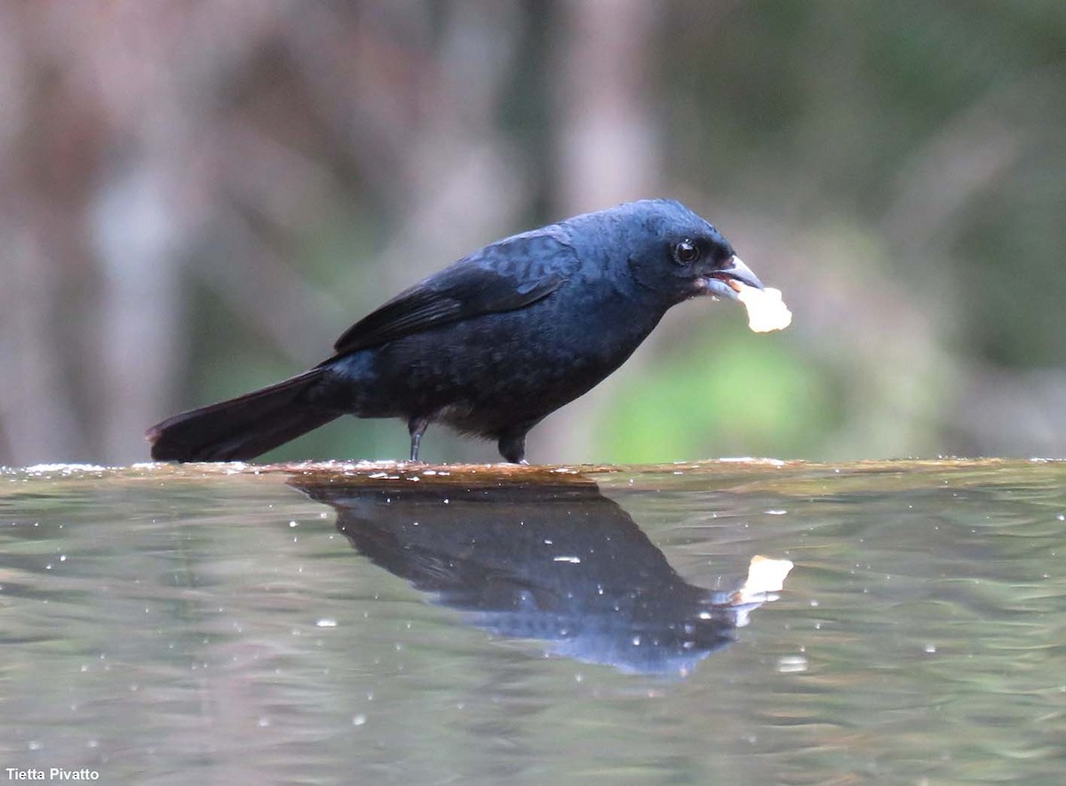 Ruby-crowned Tanager - ML643895154