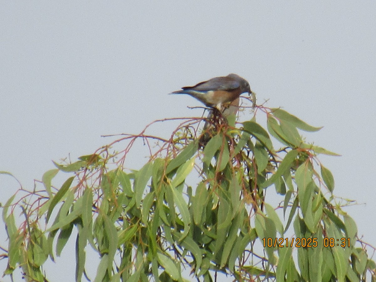 Western Bluebird - ML643895156