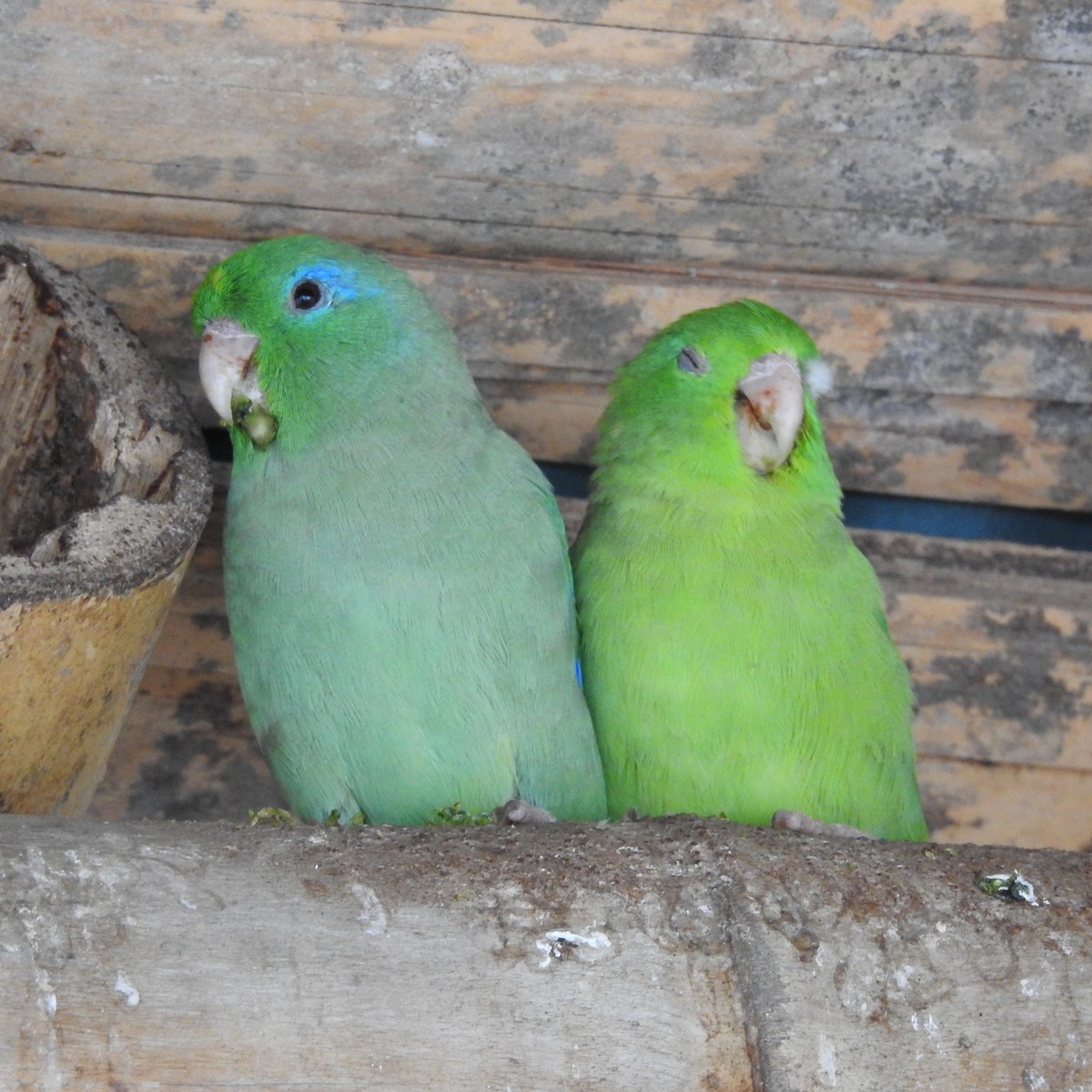 Spectacled Parrotlet - ML643895163