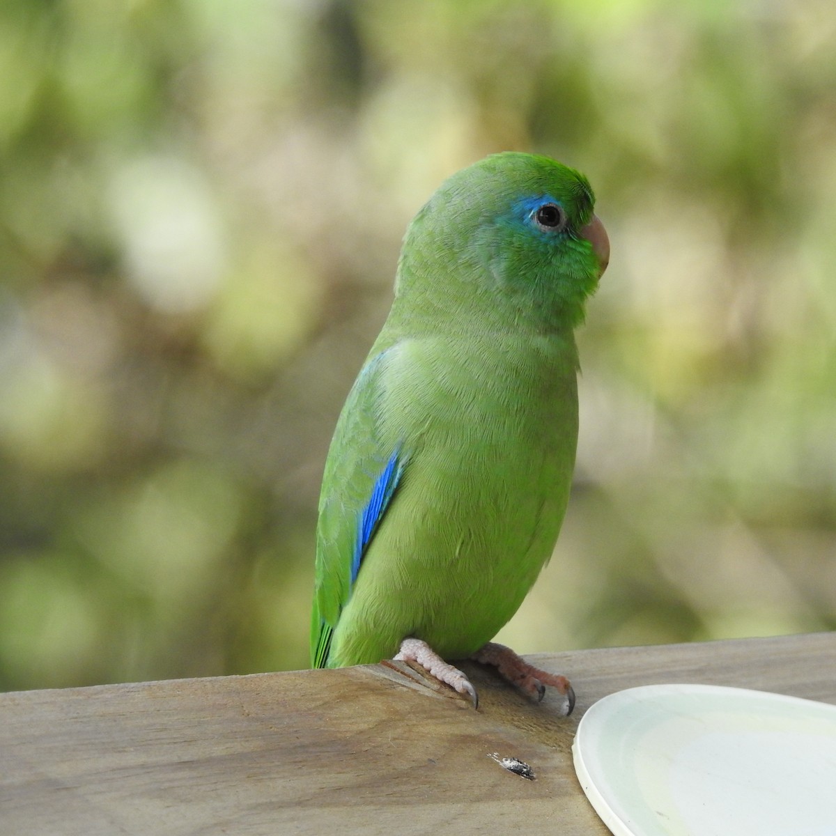 Spectacled Parrotlet - ML643895165