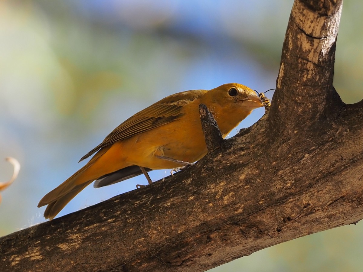 Summer Tanager - ML643895166