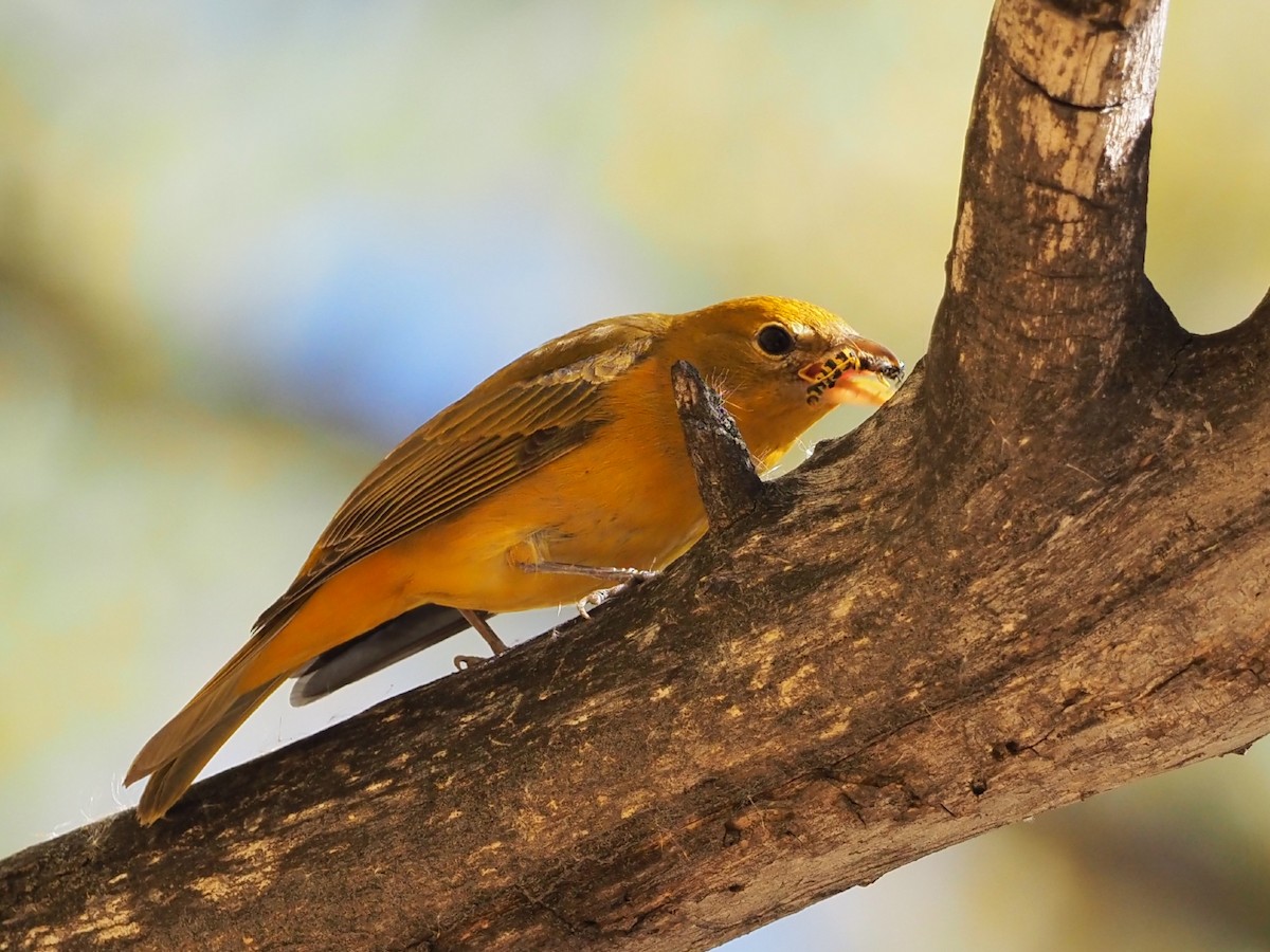 Summer Tanager - ML643895167