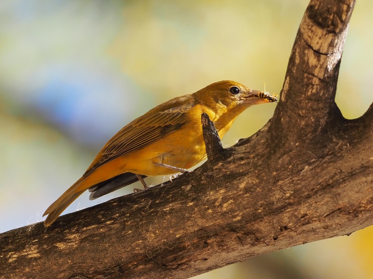 Summer Tanager - ML643895168