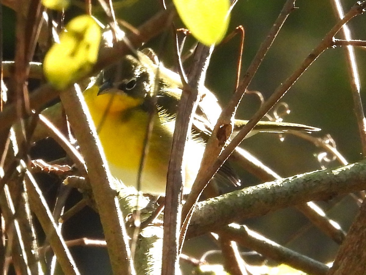 Yellow-breasted Chat - ML643895173
