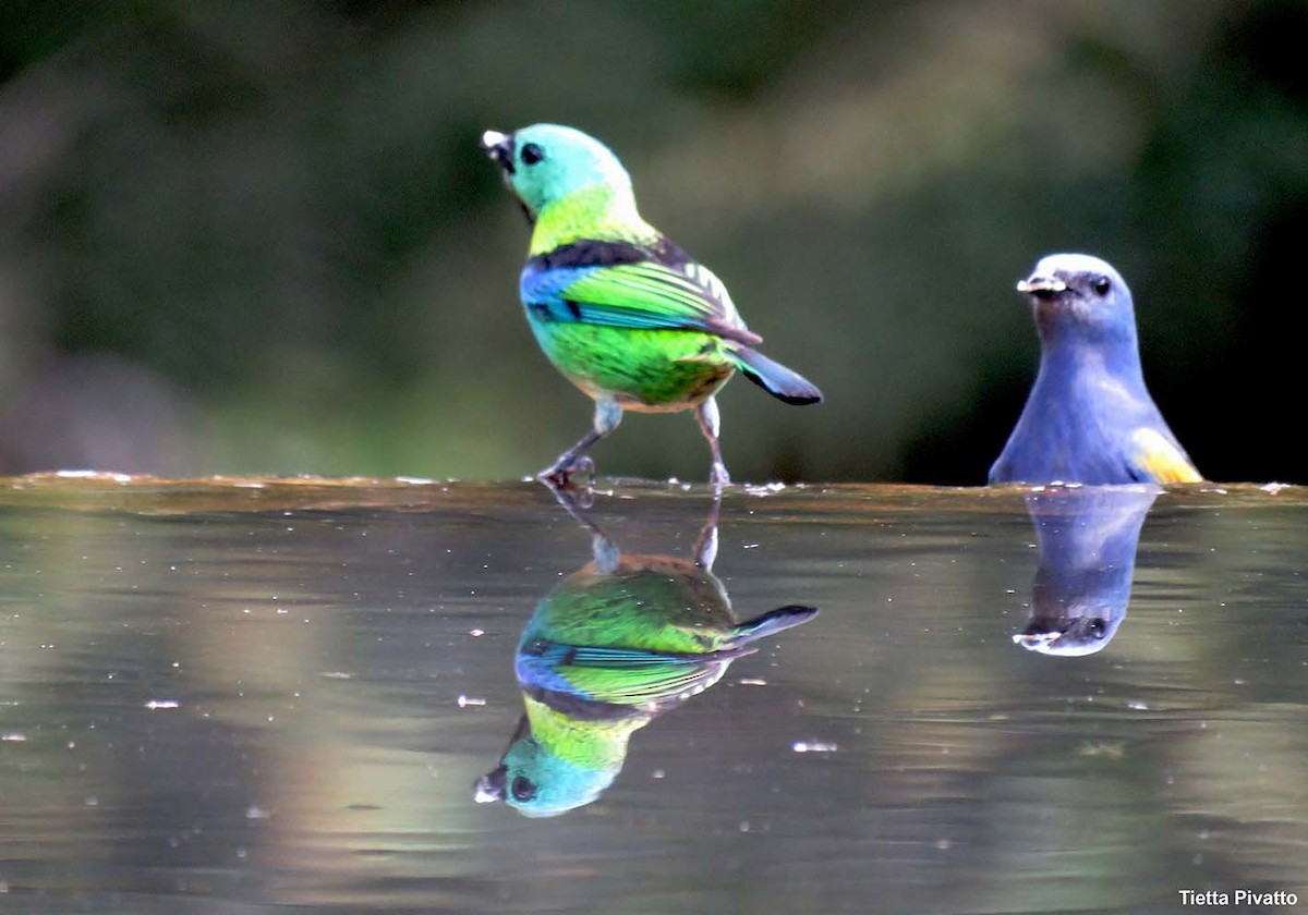 Green-headed Tanager - ML643895176