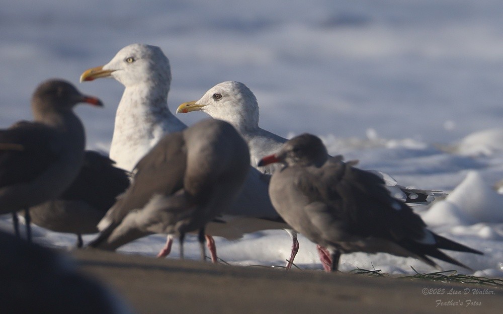 Iceland Gull (Thayer's) - ML643895178