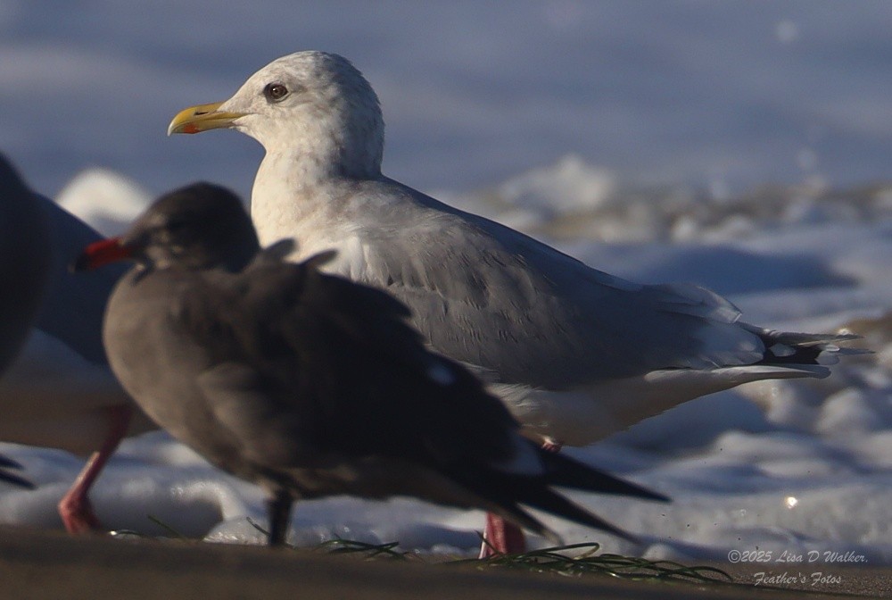 Iceland Gull (Thayer's) - ML643895179