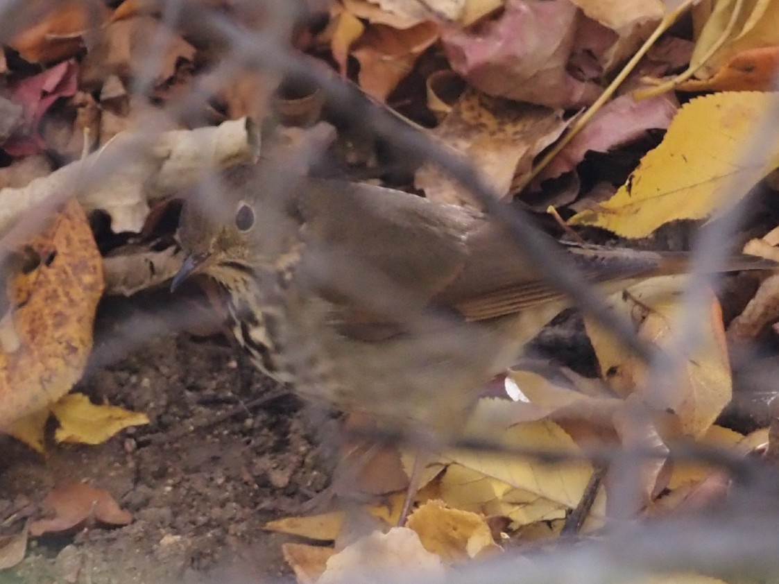 Hermit Thrush - ML643895192