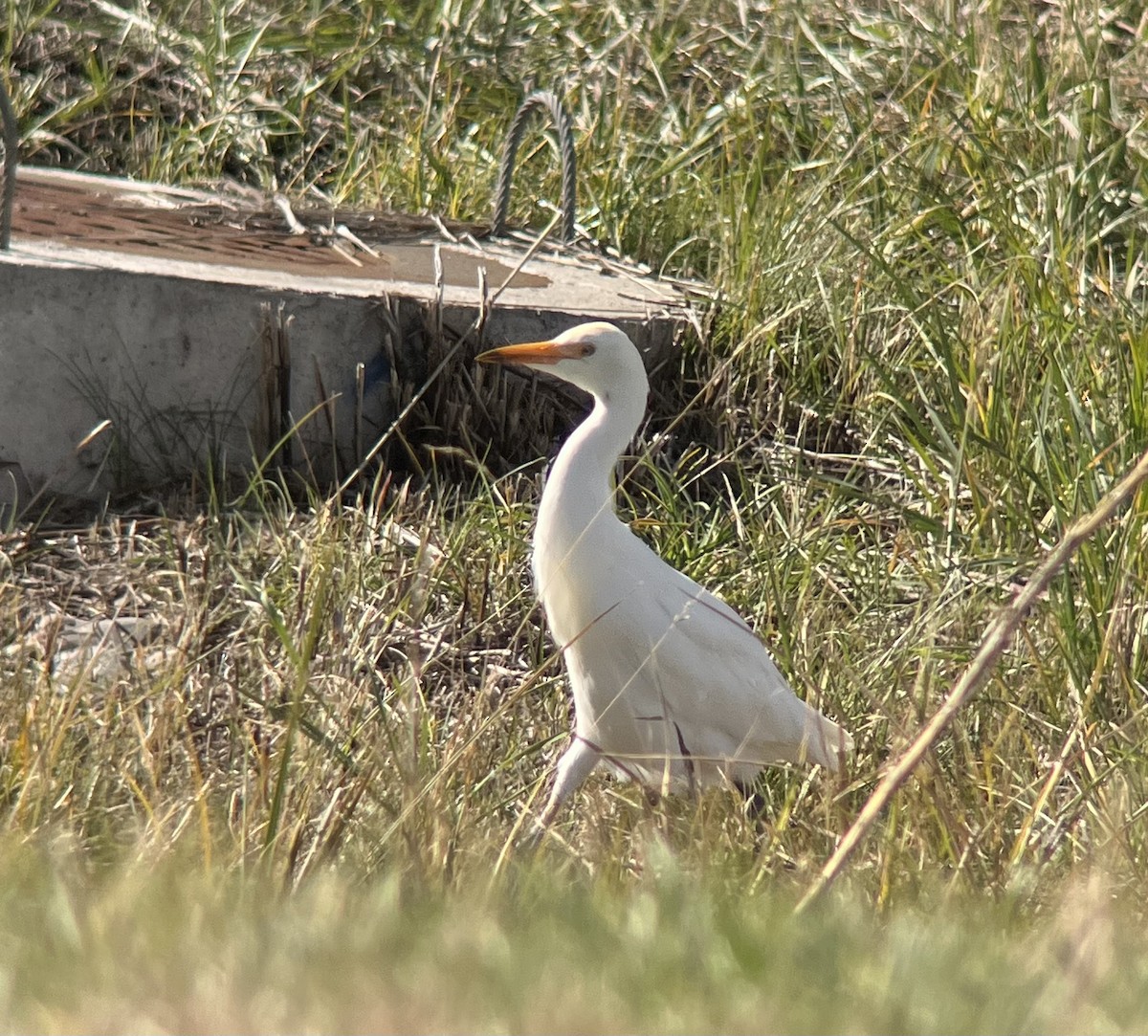 Western Cattle-Egret - ML643895193