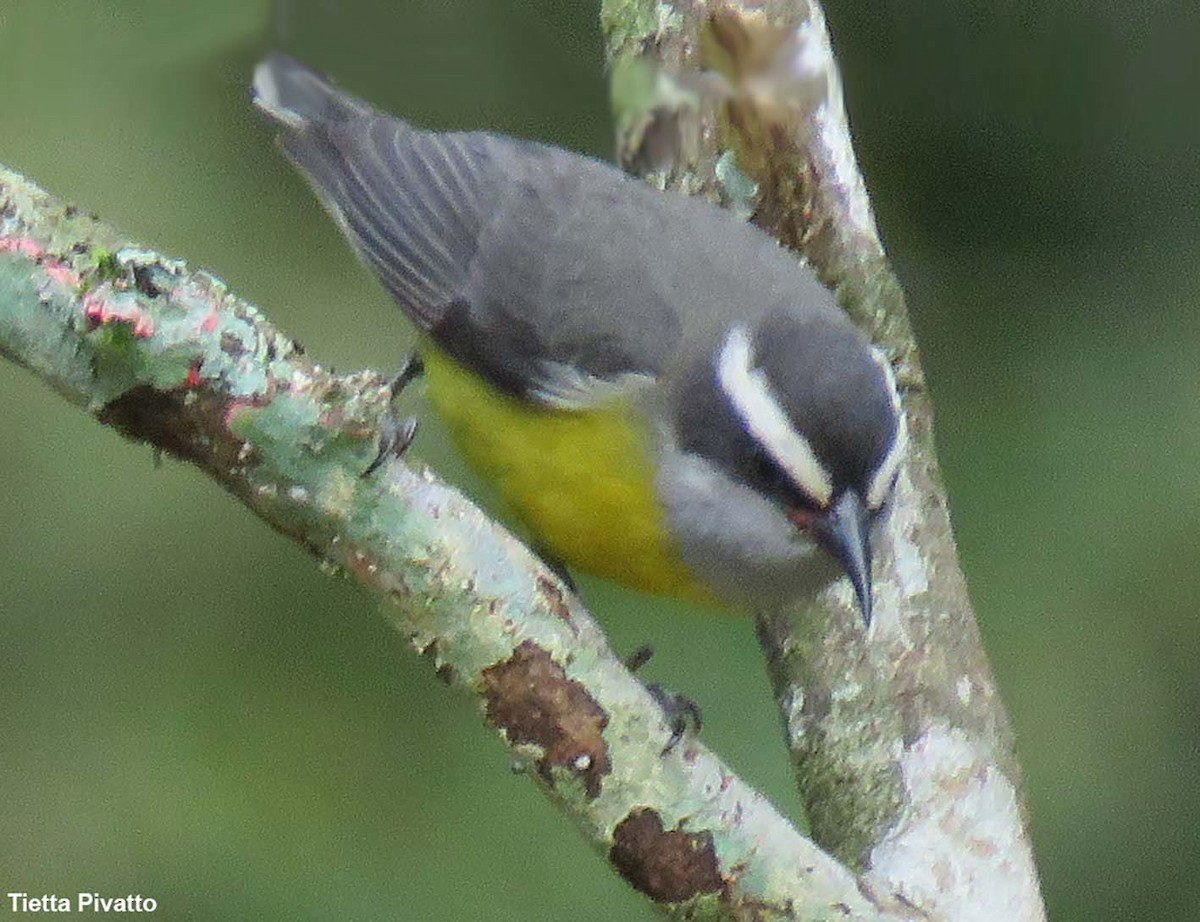 Bananaquit - ML643895194