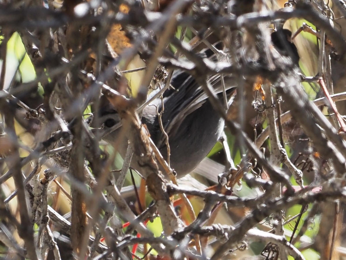 Gray Catbird - ML643895195