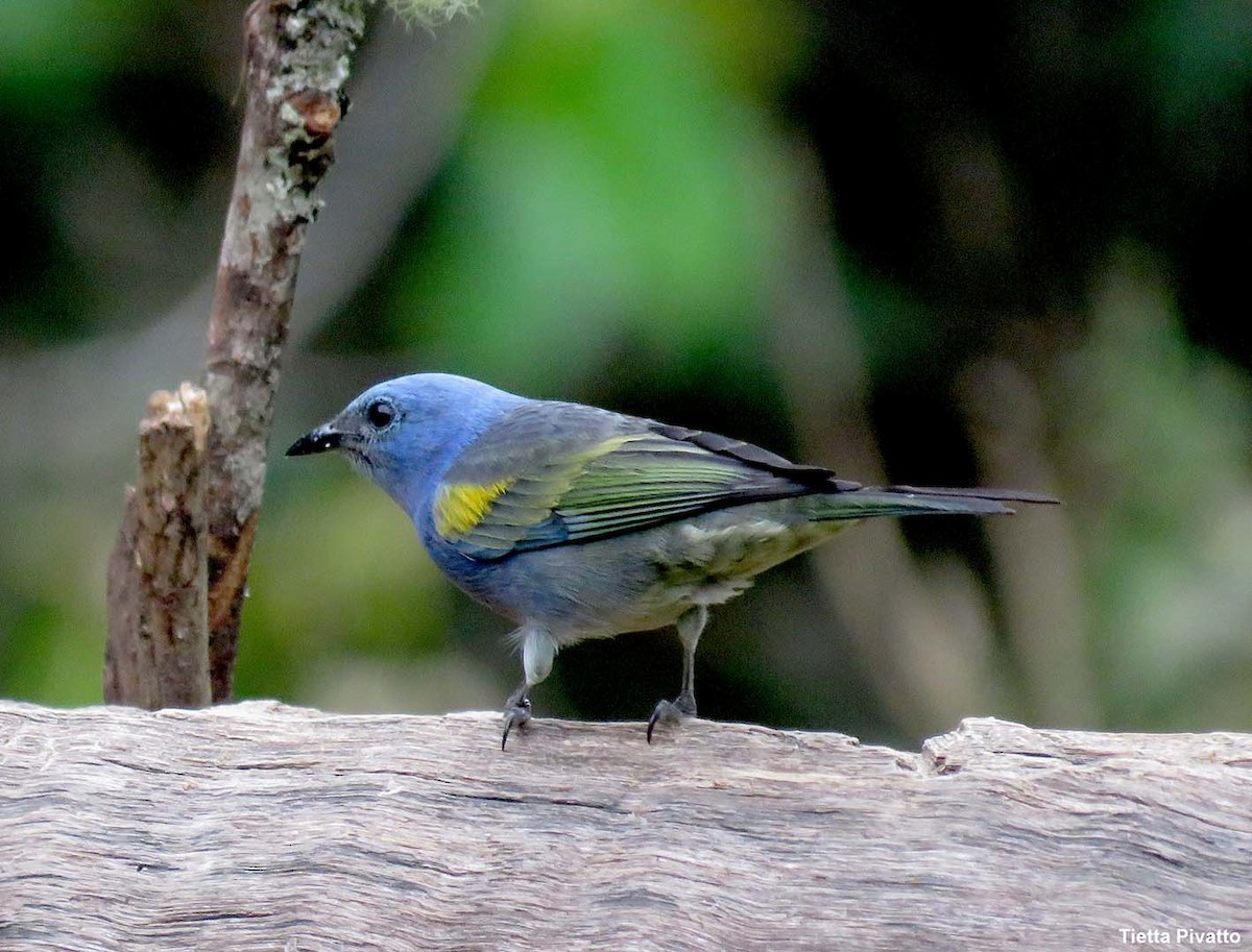 Golden-chevroned Tanager - ML643895196