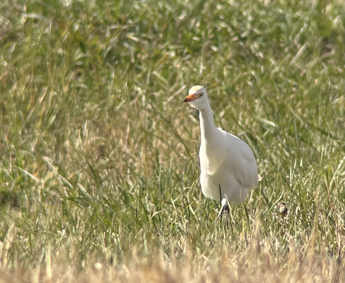 Western Cattle-Egret - ML643895208